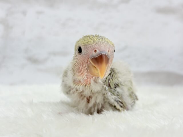 コザクラインコ（小桜インコ）