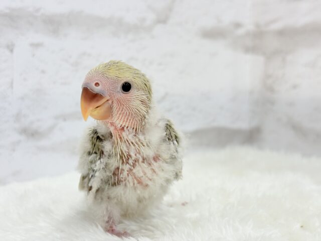 コザクラインコ（小桜インコ）