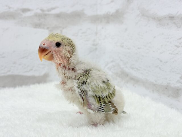 コザクラインコ（小桜インコ）