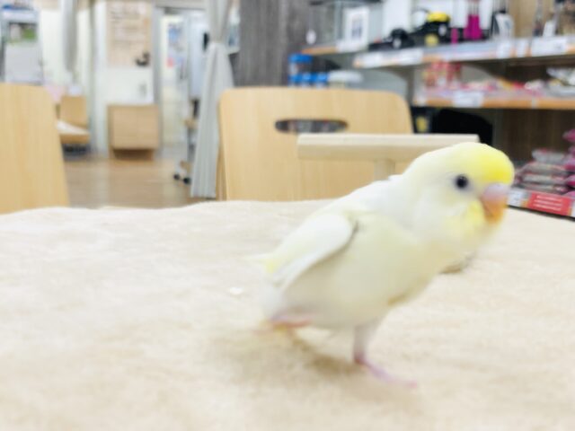 セキセイインコ