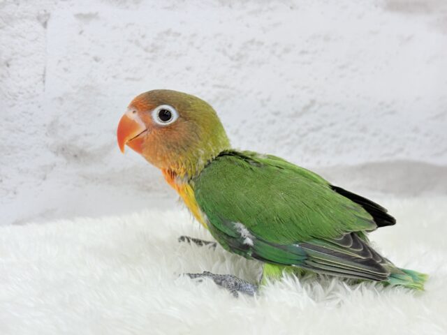 キエリボタンインコ