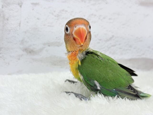 キエリボタンインコ