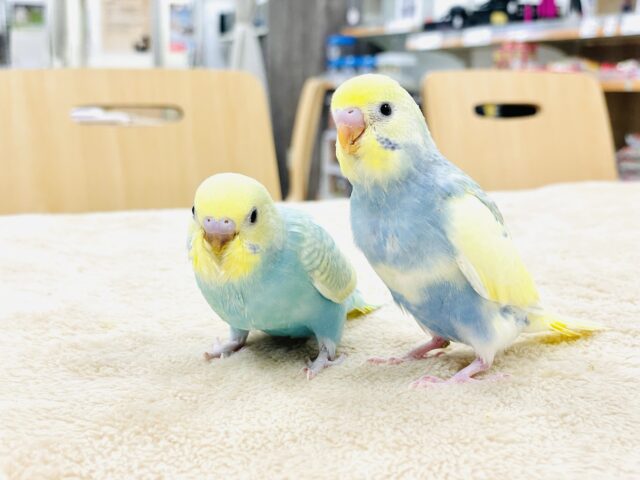 セキセイインコ