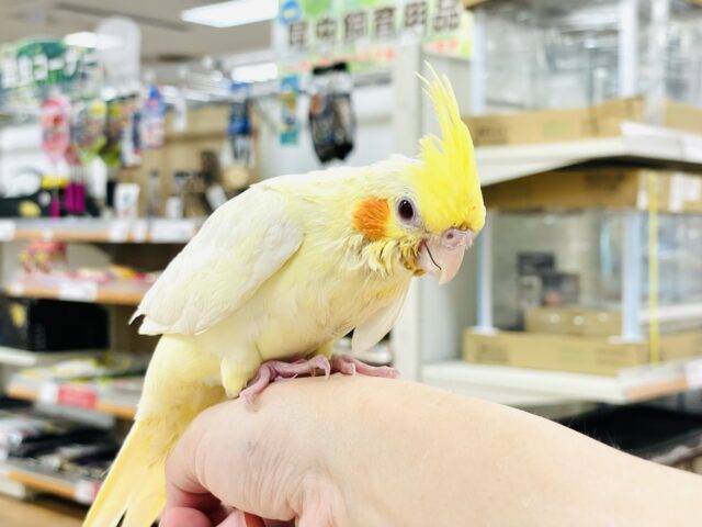 オカメインコ