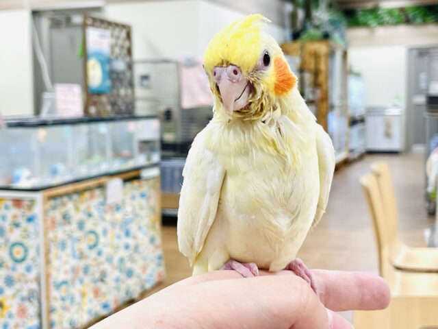 オカメインコ