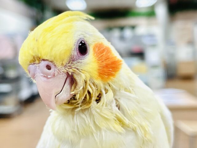 オカメインコ