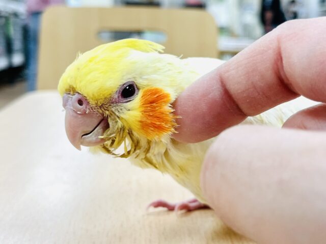 オカメインコ