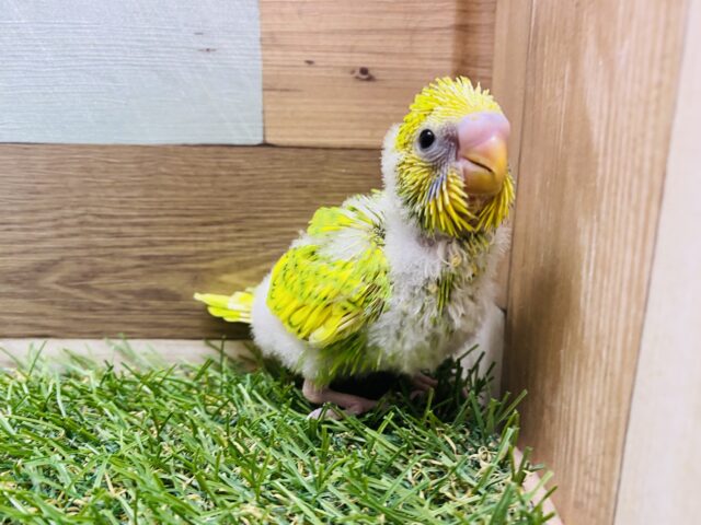 セキセイインコ