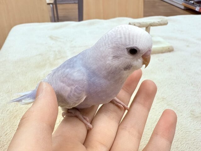 【最新画像更新】レアカラー✨️✨セキセイインコ(ライラック)ヒナ セキセイインコ