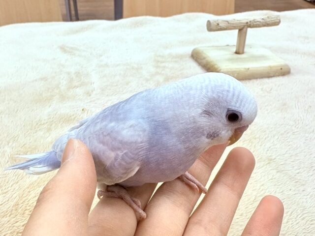【最新画像更新】レアカラー✨️✨セキセイインコ(ライラック)ヒナ セキセイインコ
