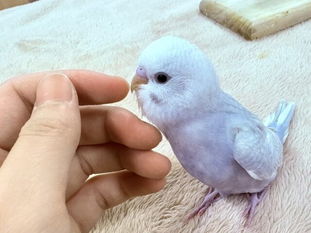 【最新画像更新】レアカラー✨️✨セキセイインコ(ライラック)ヒナ セキセイインコ