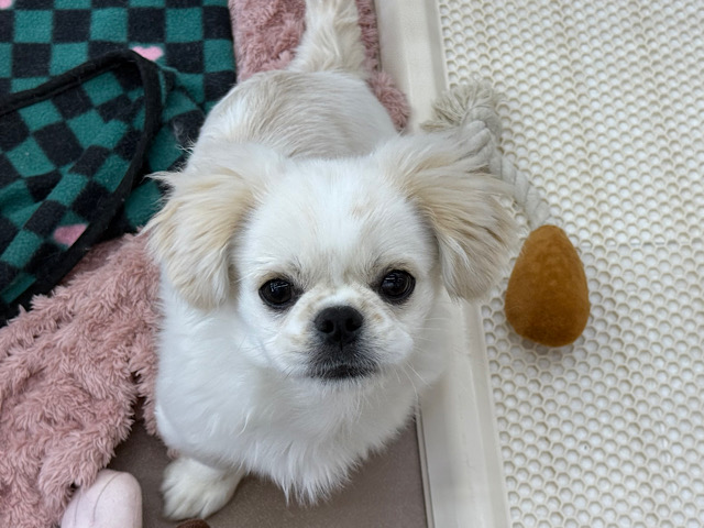 チワペキ（ペキチー、ペキチワ）