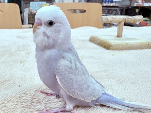 【最新画像更新】レアカラー✨️✨セキセイインコ(ライラック)ヒナ セキセイインコ