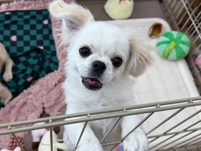 チワペキ（ペキチー、ペキチワ）