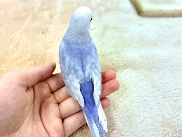 【最新画像更新】レアカラー✨️✨セキセイインコ(ライラック)ヒナ セキセイインコ