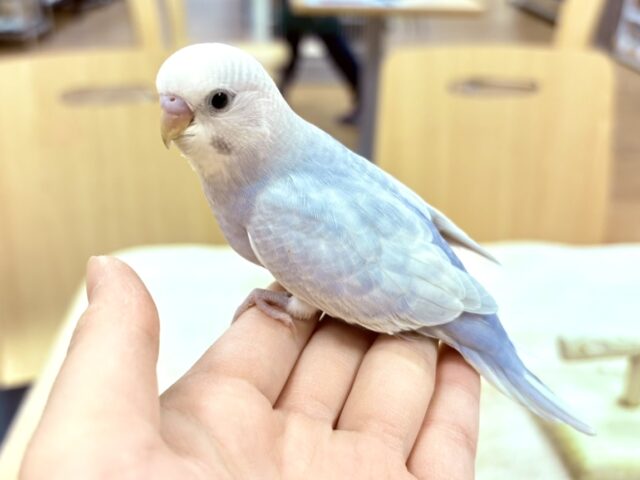 【最新画像更新】レアカラー✨️✨セキセイインコ(ライラック)ヒナ セキセイインコ