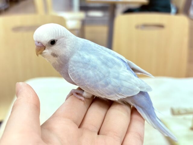 【最新画像更新】レアカラー✨️✨セキセイインコ(ライラック)ヒナ セキセイインコ