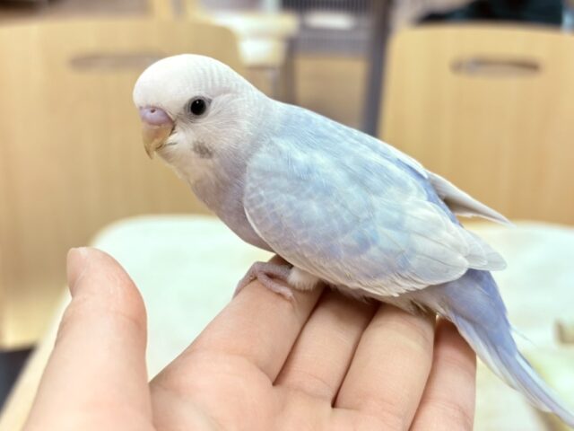 【最新画像更新】レアカラー✨️✨セキセイインコ(ライラック)ヒナ セキセイインコ