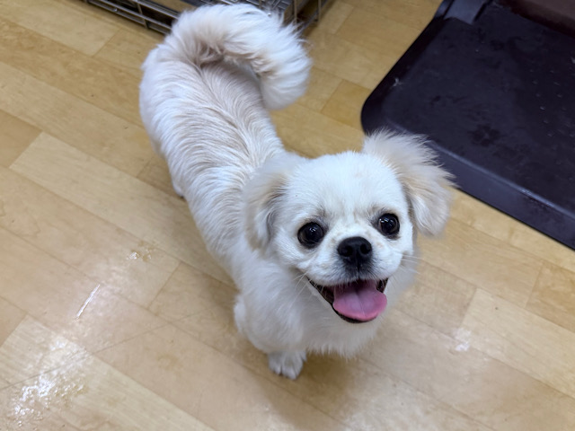 チワペキ（ペキチー、ペキチワ）