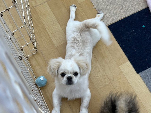 チワペキ（ペキチー、ペキチワ）