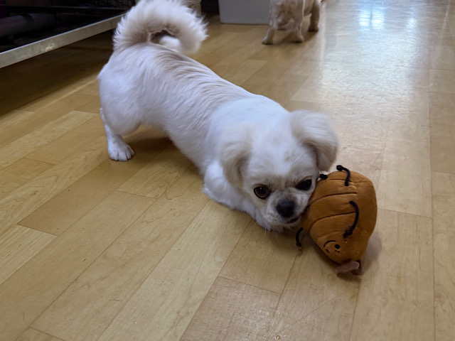 チワペキ（ペキチー、ペキチワ）