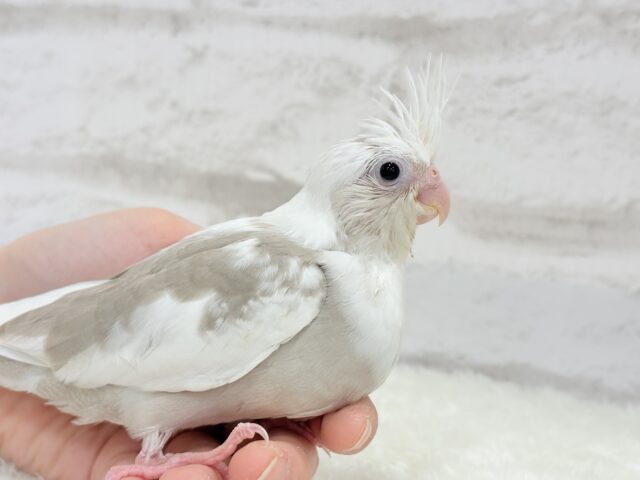オカメインコ