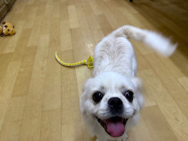 チワペキ（ペキチー、ペキチワ）