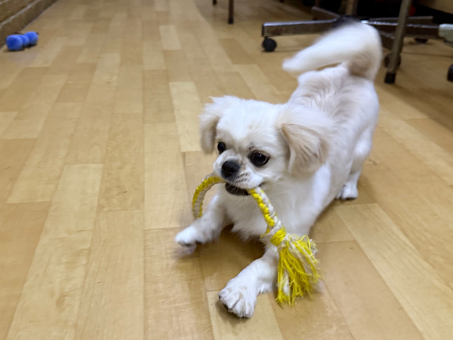 チワペキ（ペキチー、ペキチワ）