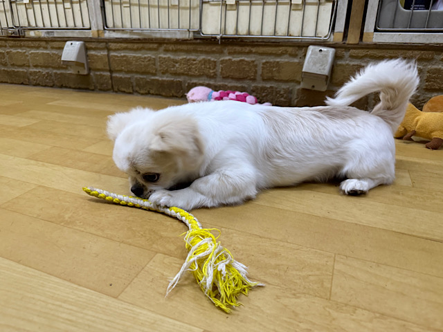 チワペキ（ペキチー、ペキチワ）