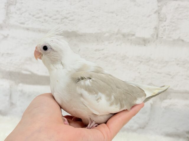 オカメインコ