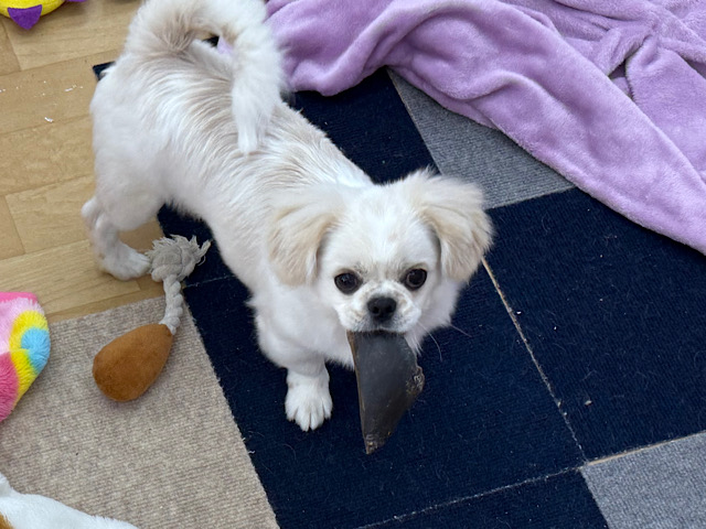 チワペキ（ペキチー、ペキチワ）