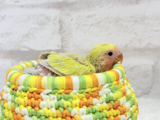 コザクラインコ（小桜インコ）