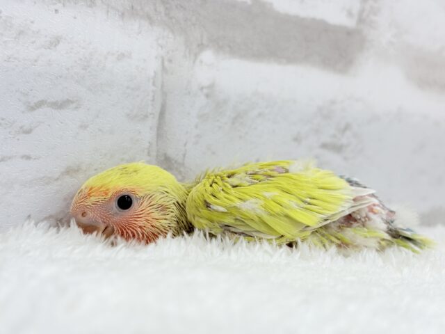 コザクラインコ（小桜インコ）