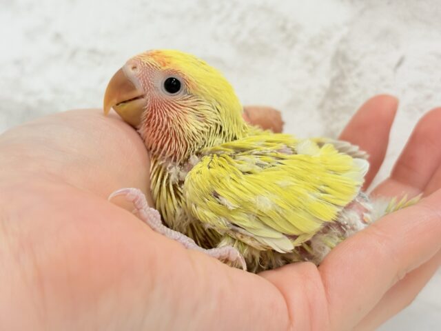 コザクラインコ（小桜インコ）