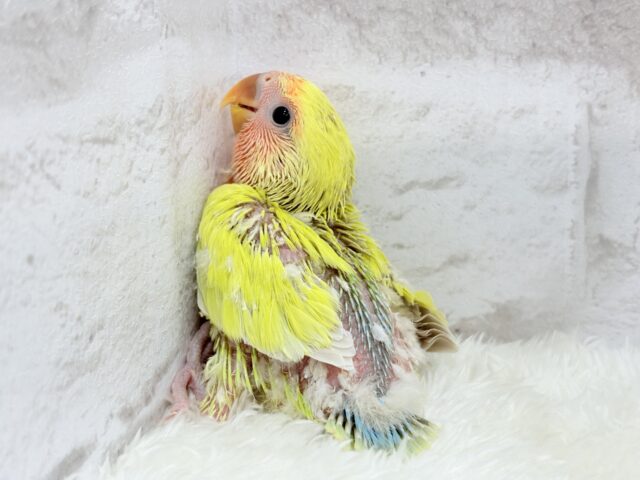 コザクラインコ（小桜インコ）