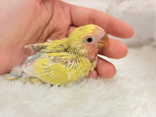 コザクラインコ（小桜インコ）