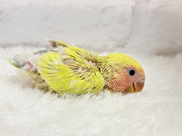 コザクラインコ（小桜インコ）