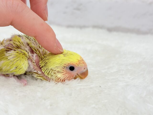 コザクラインコ（小桜インコ）