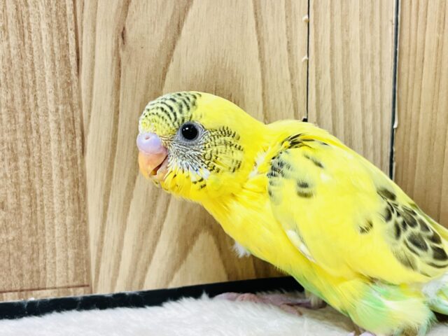 セキセイインコ
