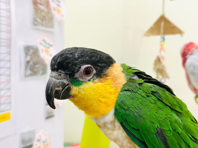 【最新動画】黒い頭が魅力的な元気っ子💕ズグロシロハラインコ(男の子) ズグロシロハラインコ