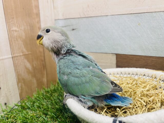 コザクラインコ（小桜インコ）