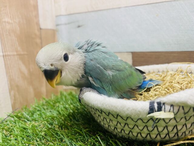 コザクラインコ（小桜インコ）