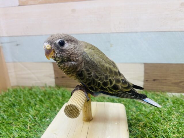 アキクサインコ（秋草インコ）