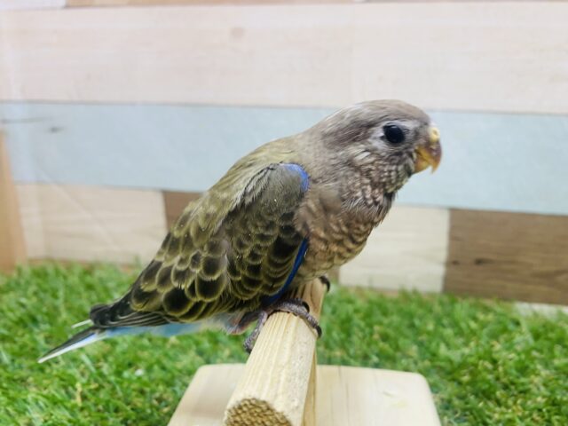 アキクサインコ（秋草インコ）