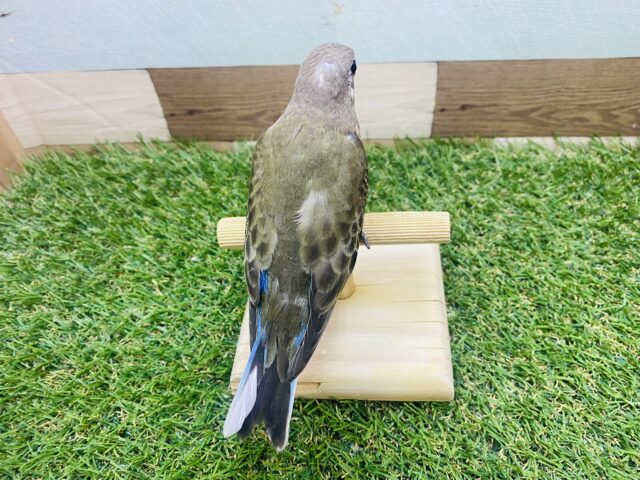 アキクサインコ（秋草インコ）