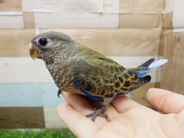 アキクサインコ（秋草インコ）