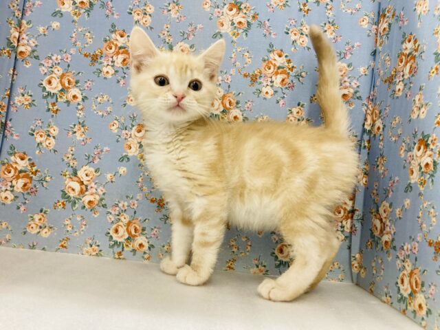 スコティッシュストレート