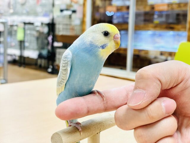 【最新画像】人が大好き🤍セキセイインコ(パステルレインボー)ヒナ🩵 セキセイインコ