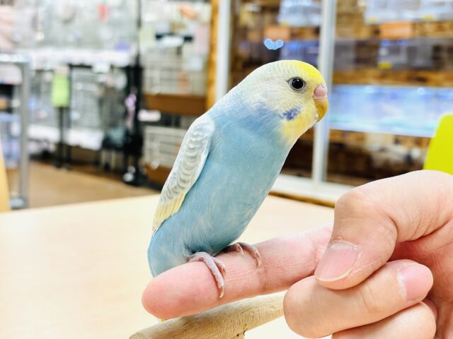 【最新画像】人が大好き🤍セキセイインコ(パステルレインボー)ヒナ🩵 セキセイインコ