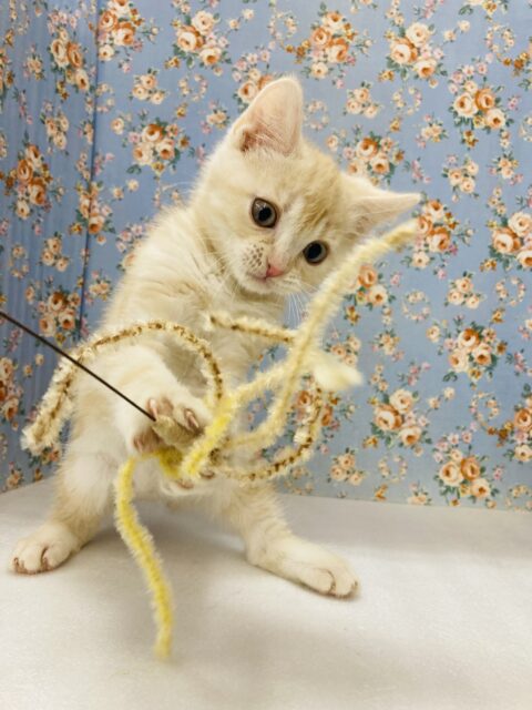 スコティッシュストレート